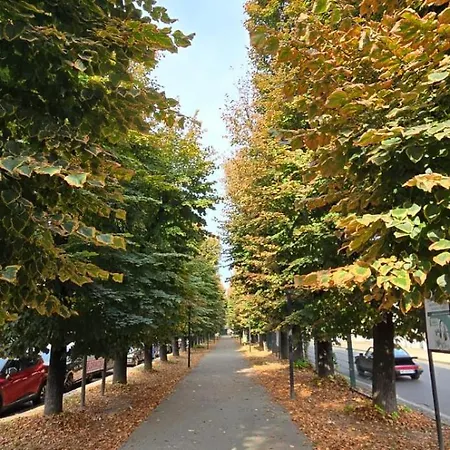 Jungle Sunshine * Alessandria