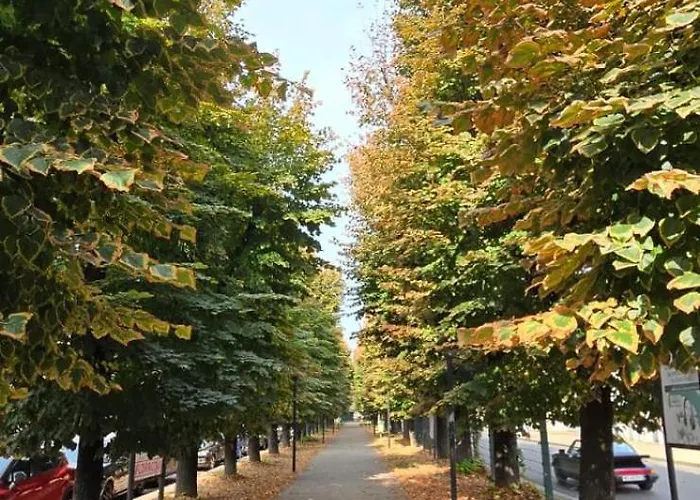 Jungle Sunshine * Alessandria